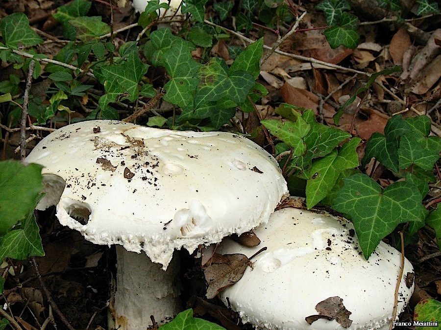 Amanita ovoidea story